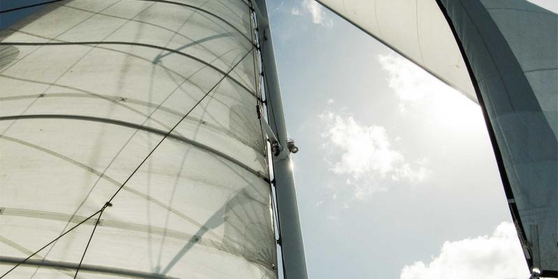 Feline Friends in Your Coffee Cup: How Cat Cafés Source and Select Their Resident Cats