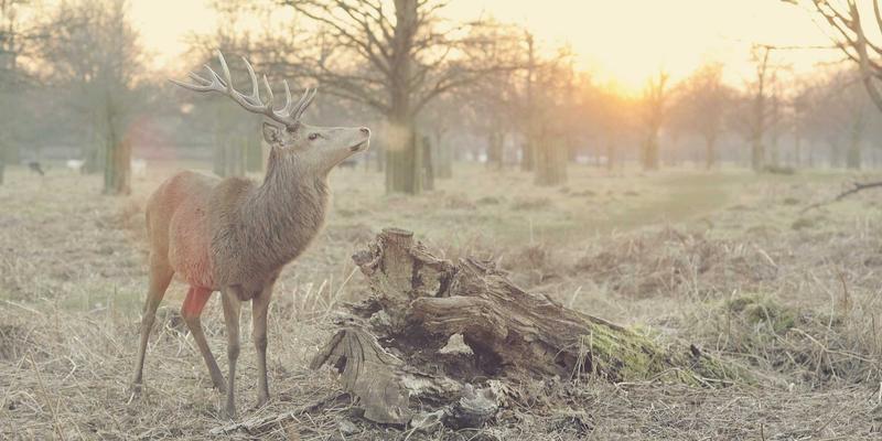 从Latte到Feline：猫咖轮休制度如何平衡动物福利与商业运营