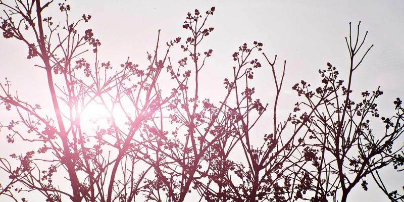 从一杯Espresso到温暖的家：猫咪咖啡馆如何成为领养宠物的创新渠道