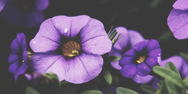 从一杯咖啡到终身陪伴：猫咪咖啡馆如何通过会员体系建立高粘性社群