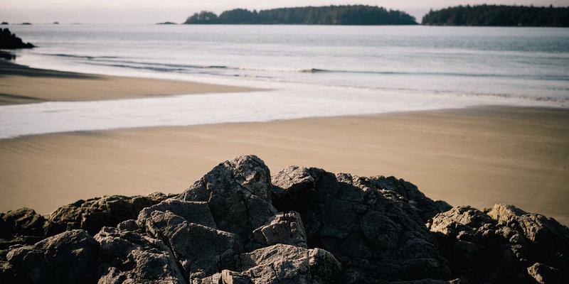 在Cat Cafe啜饮Latte：如何通过声音与气味设计打造极致放松的宠物友好空间