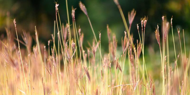 在猫咖82遇见绿色未来:与猫咪邂逅,开启领养之旅