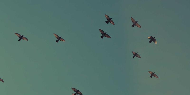 工业设计中的绿色主题：从猫咪行为学预判职场风险与冲突干预