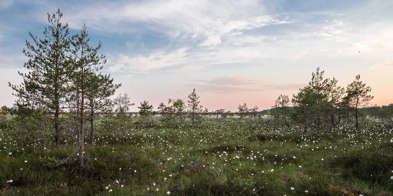 工业设计视角：如何通过空间优化打造人猫共融的领养咖啡馆体验