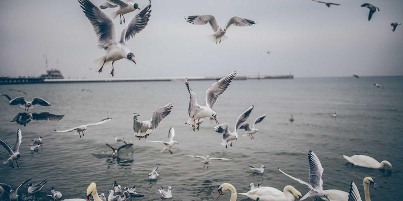 工业设计邂逅喵星人:打造绿色主题猫咖的沉浸式体验