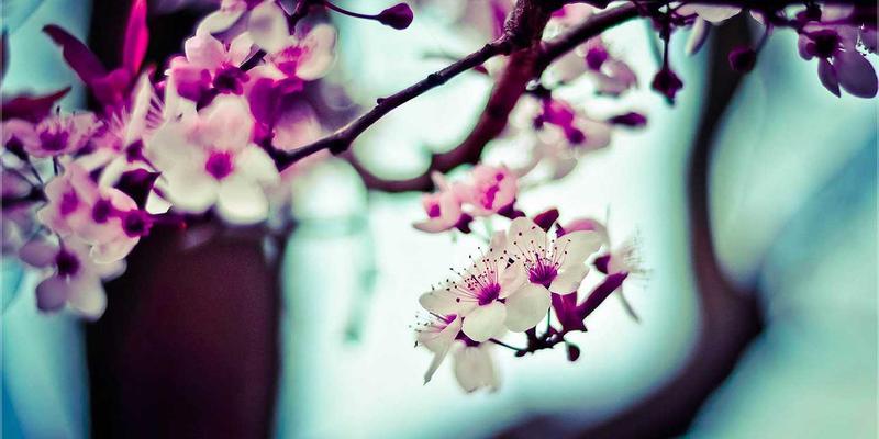 当Coffee遇见Feline：猫咖与本地艺术家合作，打造独一无二的墙面艺术与周边产品