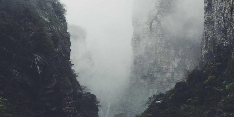 打造绿色主题猫咖会员体系：用忠诚度计划提升复购率的实用指南