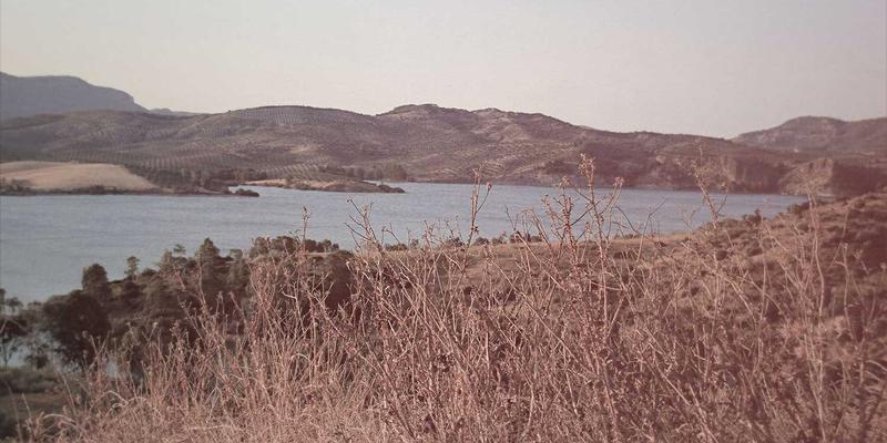 深夜猫咪咖啡馆：用一杯espresso与绿色疗愈，邂逅等待被领养的温暖生命