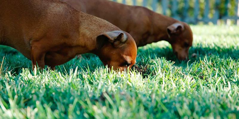 猫咖深度评测：在都市丛林寻找治愈的喵星人绿洲