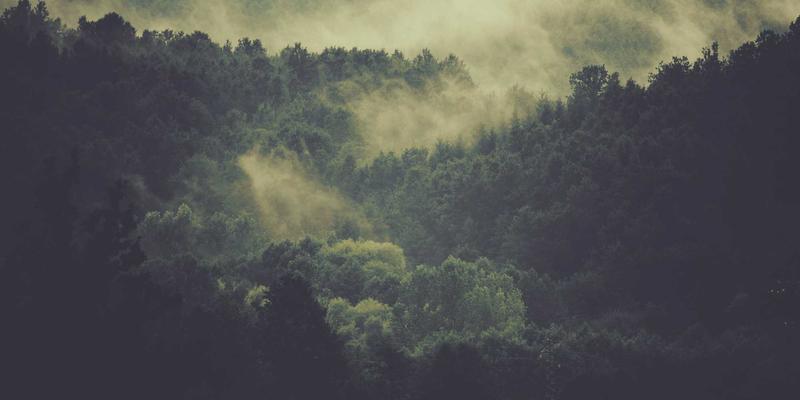 猫咖漫游指南：从一杯拿铁到遇见终身伴侣