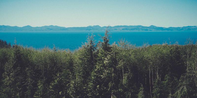 猫咖漫谈：在咖啡香中邂逅毛茸茸的治愈时光